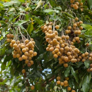 Longan Fruit Tree Live Plant - 3-4 Ft Tropical Fruit Tree