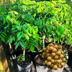 Longan Fruit Tree Live Plant - 3-4 Ft Tropical Fruit Tree