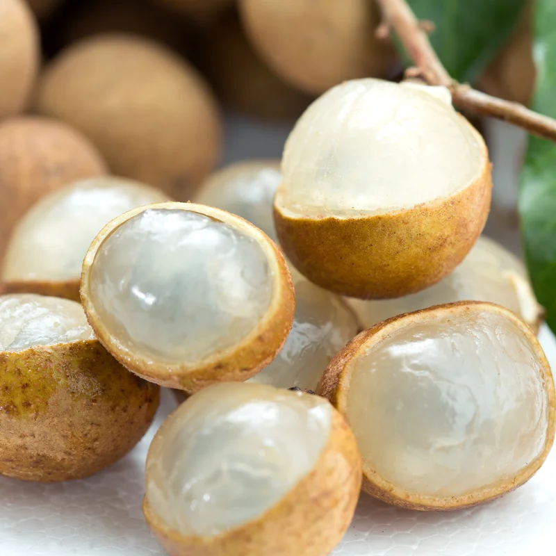 Longan Live Plant - Sweet Longan Tree Potted 3-4 Ft Fruit Tree