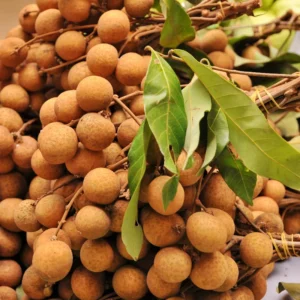 Longan Live Plant - Sweet Longan Tree Potted 3-4 Ft Fruit Tree