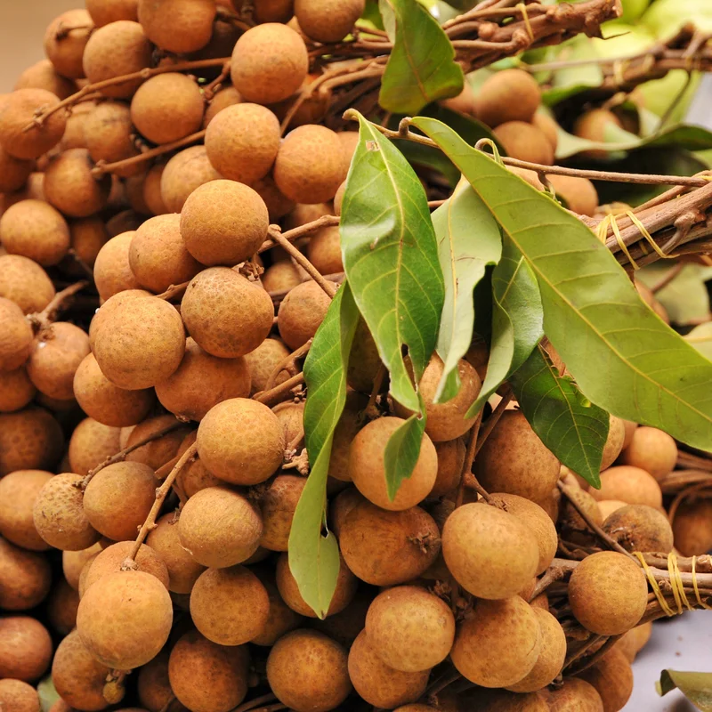 Longan Live Plant - Sweet Longan Tree Potted 3-4 Ft Fruit Tree