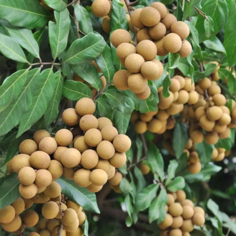 Longan Live Plant - Sweet Longan Tree Potted 3-4 Ft Fruit Tree