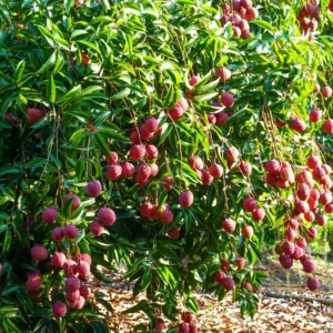 Sweet Lychee Tree Live Plant 3-4 Ft Tall - Tropical Litchi Fruit Tree for Outdoor Garden