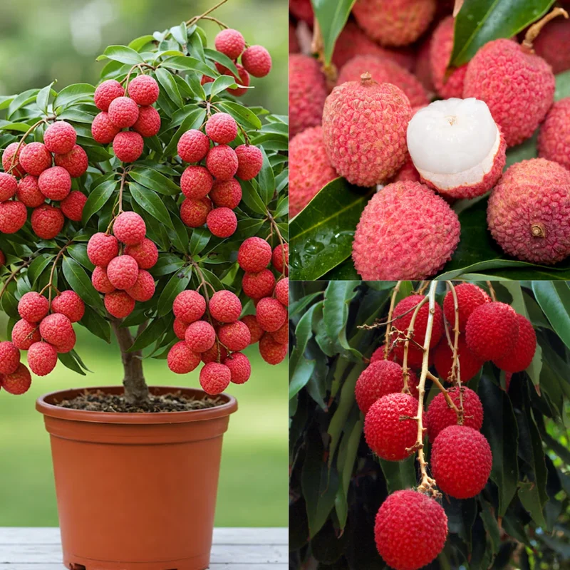Sweet Lychee Tree Live Plant 3-4 Ft Tall - Tropical Litchi Fruit Tree for Outdoor Garden