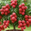 Lychee Tree Live Plant 3 Gallon Pot Sweetheart Lychee Tree