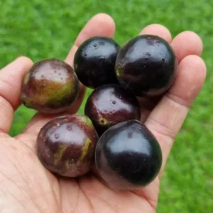 Black Jaboticaba Tree Plant Live - 3 Gallon Pot - Airlayered Jabuticaba Tropical Plant Outdoor Growing