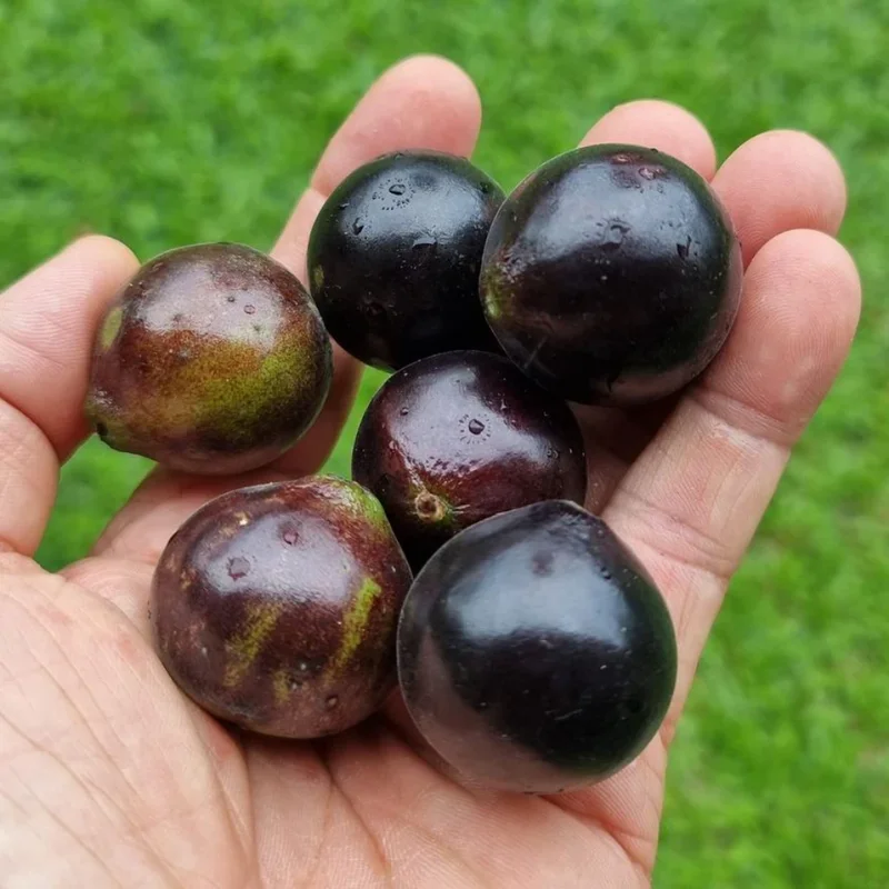 Black Jaboticaba Tree Plant Live - 3 Gallon Pot - Airlayered Jabuticaba Tropical Plant Outdoor Growing