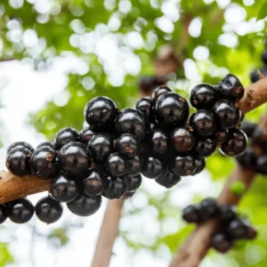 Black Jaboticaba Tree Plant Live - 3 Gallon Pot - Airlayered Jabuticaba Tropical Plant Outdoor Growing
