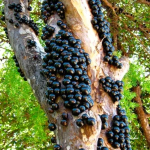 Black Jaboticaba Tree Plant Live - 3 Gallon Pot - Airlayered Jabuticaba Tropical Plant Outdoor Growing