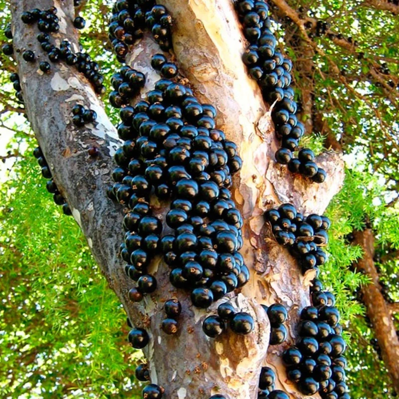 Black Jaboticaba Tree Plant Live - 3 Gallon Pot - Airlayered Jabuticaba Tropical Plant Outdoor Growing
