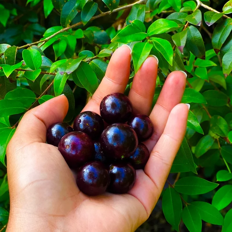Jaboticaba Live Plant - 2 Ft Brazilian Grapetree in 3 Gallon Pot