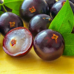 Jaboticaba Live Plant - 2 Ft Brazilian Grapetree in 3 Gallon Pot