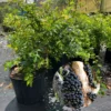 Jaboticaba Live Plant - 2 Ft Brazilian Grapetree in 3 Gallon Pot