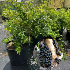 Jaboticaba Live Plant - 2 Ft Brazilian Grapetree in 3 Gallon Pot