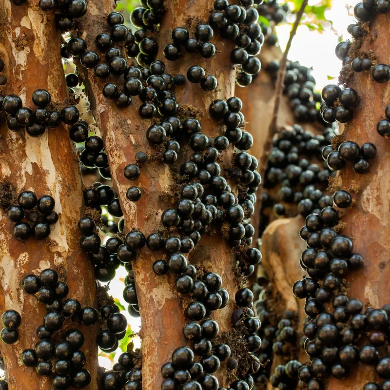 Jaboticaba Live Plant - 2 Ft Brazilian Grapetree in 3 Gallon Pot