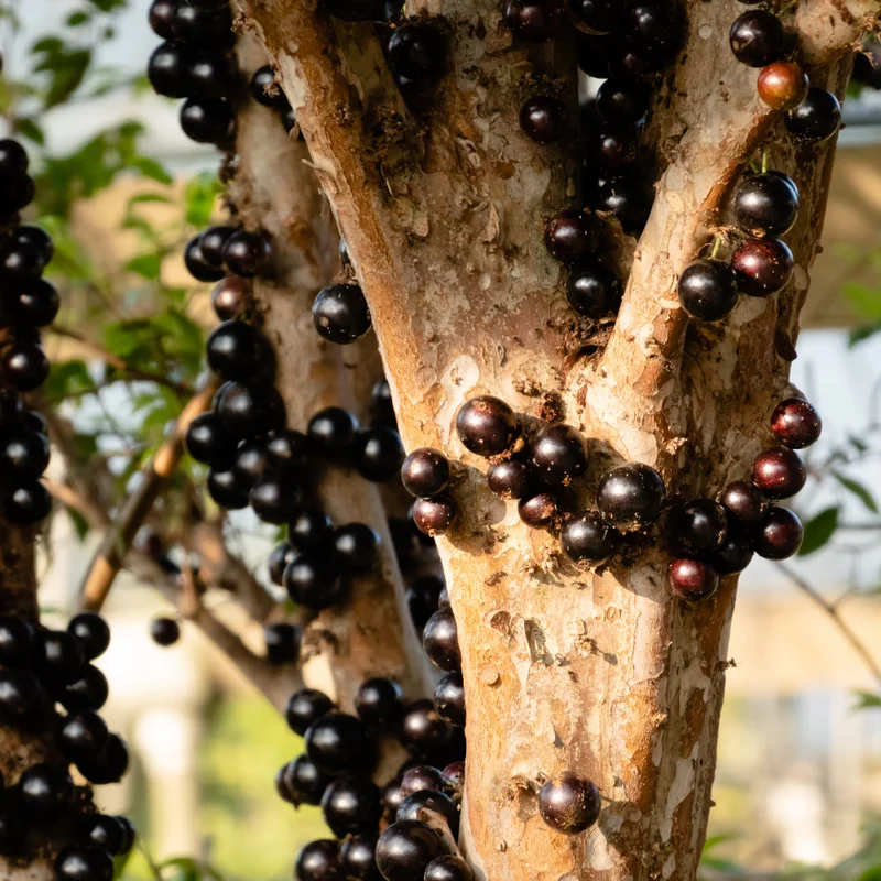 Jaboticaba Live Plant - 2 Ft Brazilian Grapetree in 3 Gallon Pot