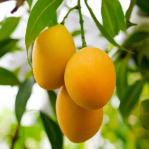 Mango Tree Live Plant - Yellow Mango Tree 2-3 Ft - Grow Your Own Mangoes