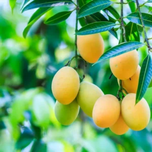 Mango Tree Live Plant - Yellow Mango Tree 2-3 Ft - Grow Your Own Mangoes