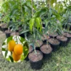 Mango Tree Live Plant - Yellow Mango Tree 2-3 Ft - Grow Your Own Mangoes