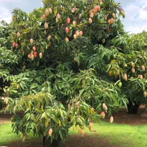 Mango Live Plant - Tropical Fruit Tree - Ready to Plant - Outdoor Growing
