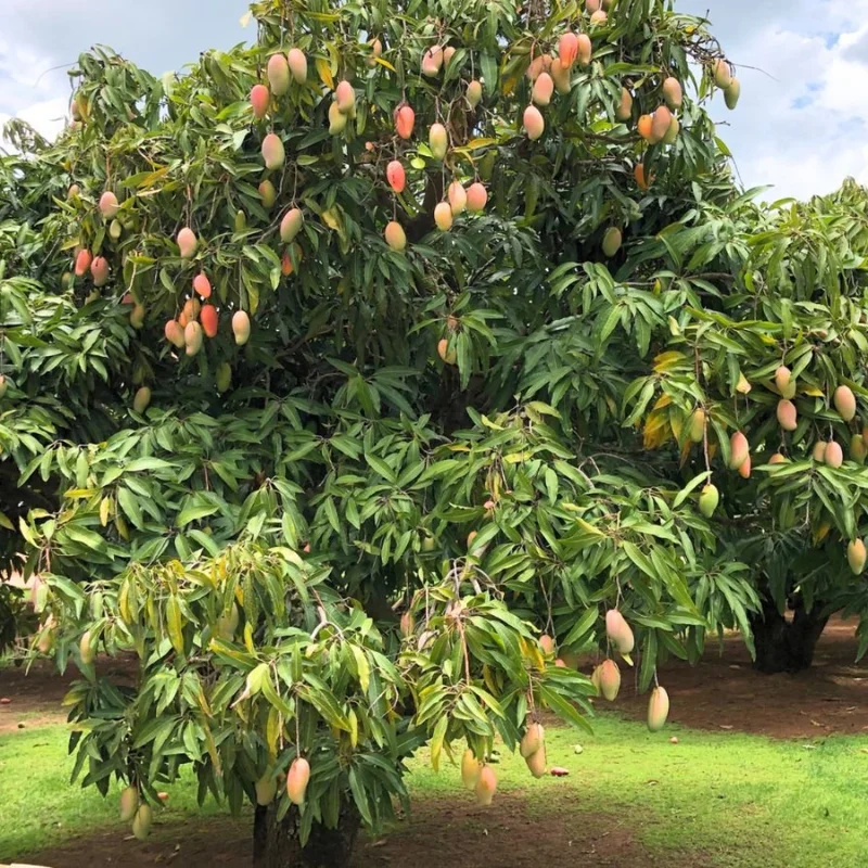 Mango Live Plant - Tropical Fruit Tree - Ready to Plant - Outdoor Growing