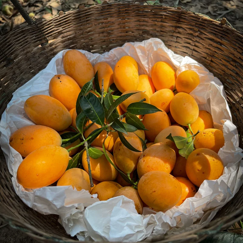 Mango Live Plant - Tropical Fruit Tree - Ready to Plant - Outdoor Growing