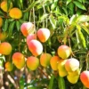 Mango Live Plant - Tropical Fruit Tree - Ready to Plant - Outdoor Growing