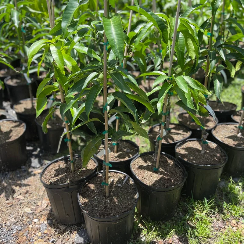 Mango Live Plant - Tropical Fruit Tree - Ready to Plant - Outdoor Growing