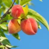 Peach Tree Live Plant - Outdoor Fruit Tree 3-4 ft. - Grow Your Own Peaches