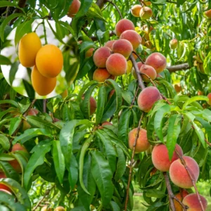 Peach Tree Live Plant - Outdoor Fruit Tree 3-4 ft. - Grow Your Own Peaches