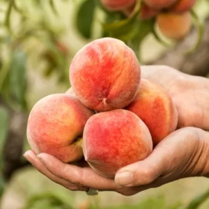 Peach Tree Live Plant - Outdoor Fruit Tree 3-4 ft. - Grow Your Own Peaches
