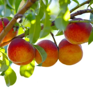 Peach Tree Live Plant - Outdoor Fruit Tree 3-4 ft. - Grow Your Own Peaches