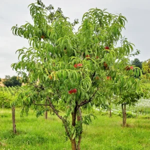 Peach Plant Live Fruit Bearing Tree 3-4 Ft Outdoor Growing