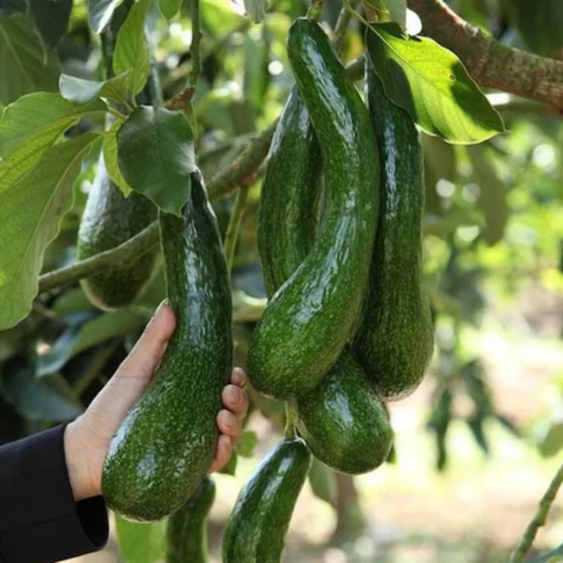 Avocado Tree Live Plant - Tropical Fruit Tree 3 Gallon Pot