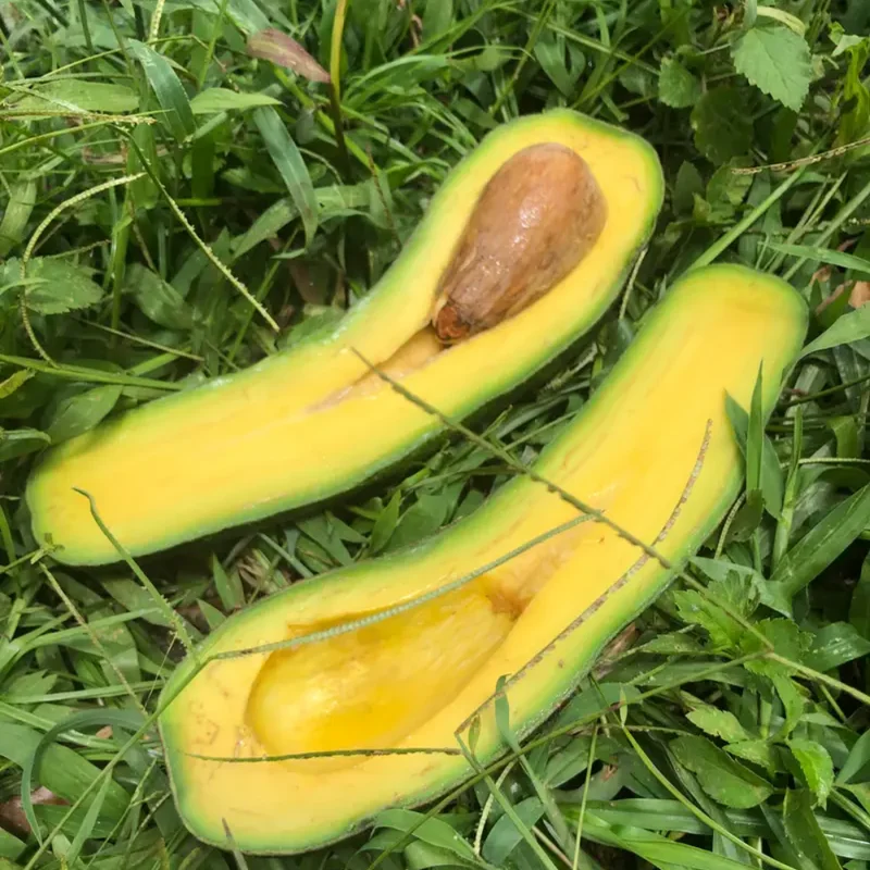 Avocado Tree Live Plant - Tropical Fruit Tree 3 Gallon Pot