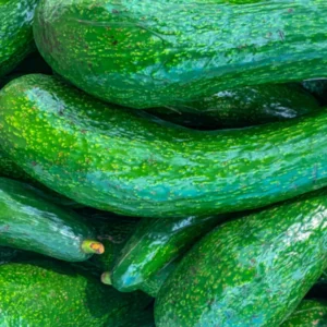 Avocado Tree Live Plant - Tropical Fruit Tree 3 Gallon Pot