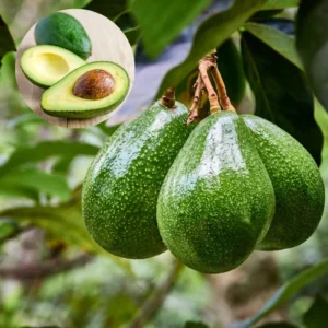 Grafted Avocado Tree Live Plant - 2-3 Feet Tall Outdoor Planting