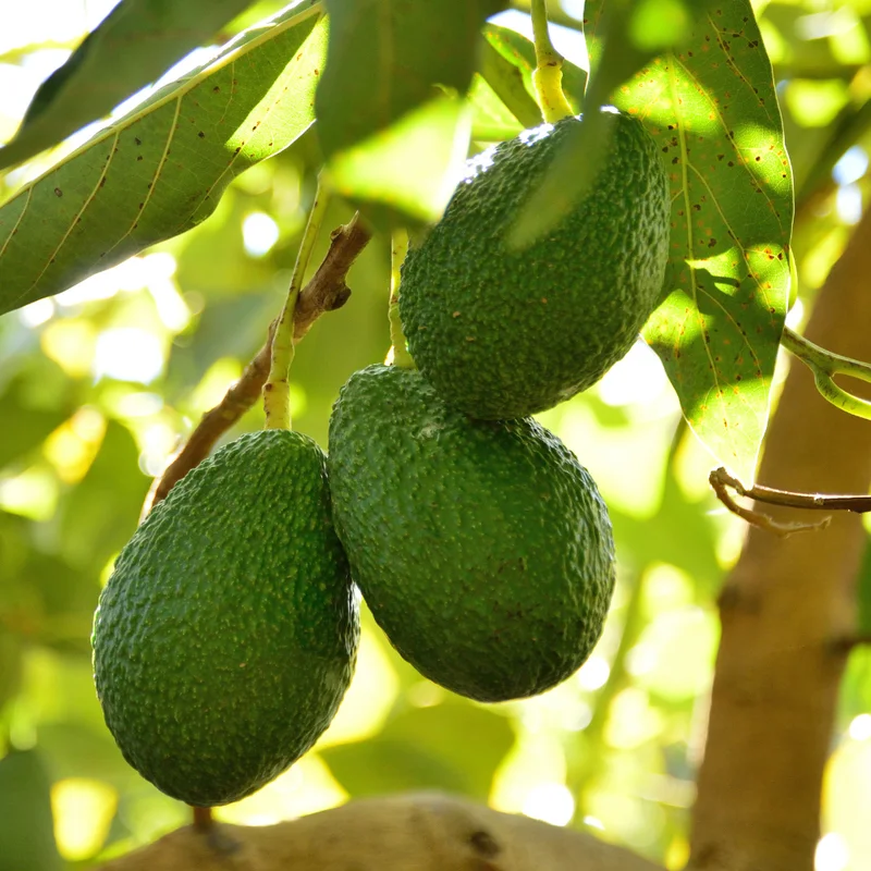 Grafted Avocado Tree Live Plant - 2-3 Feet Tall Outdoor Planting
