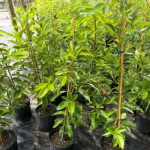 Grafted Avocado Tree Live Plant - 2-3 Feet Tall Outdoor Planting