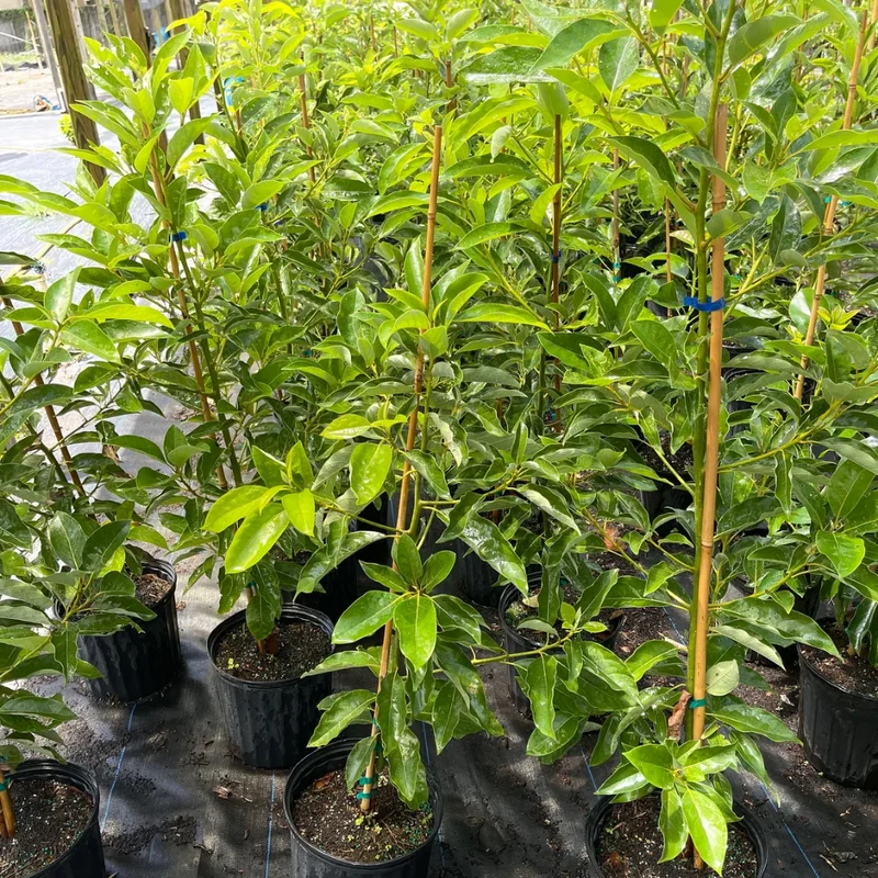 Grafted Avocado Tree Live Plant - 2-3 Feet Tall Outdoor Planting