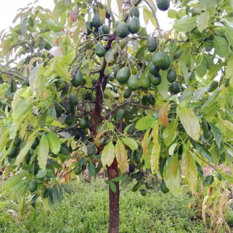 Grafted Avocado Tree Live Plant - 2-3 Feet Tall Outdoor Planting