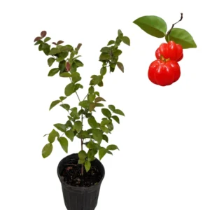 Surinam Cherry Tree Live Plant - Tropical Fruit Tree 3-4 ft - Outdoor Planting