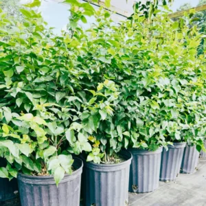Surinam Cherry Tree Live Plant - Tropical Fruit Tree 3-4 ft - Outdoor Planting
