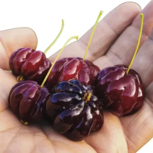 Surinam Cherry Tree Live Plant - 3-4 Feet Tall, 3 Gallon Pot - Outdoor Growing