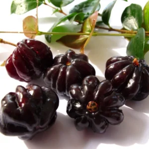 Surinam Cherry Tree Live Plant - 3-4 Feet Tall, 3 Gallon Pot - Outdoor Growing