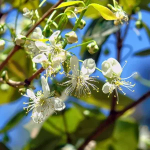 Surinam Cherry Tree Live Plant - 3-4 Feet Tall, 3 Gallon Pot - Outdoor Growing