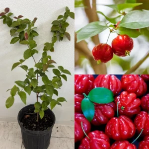 Surinam Cherry Tree Live Plant - 3-4 Feet Tall, 3 Gallon Pot - Outdoor Growing