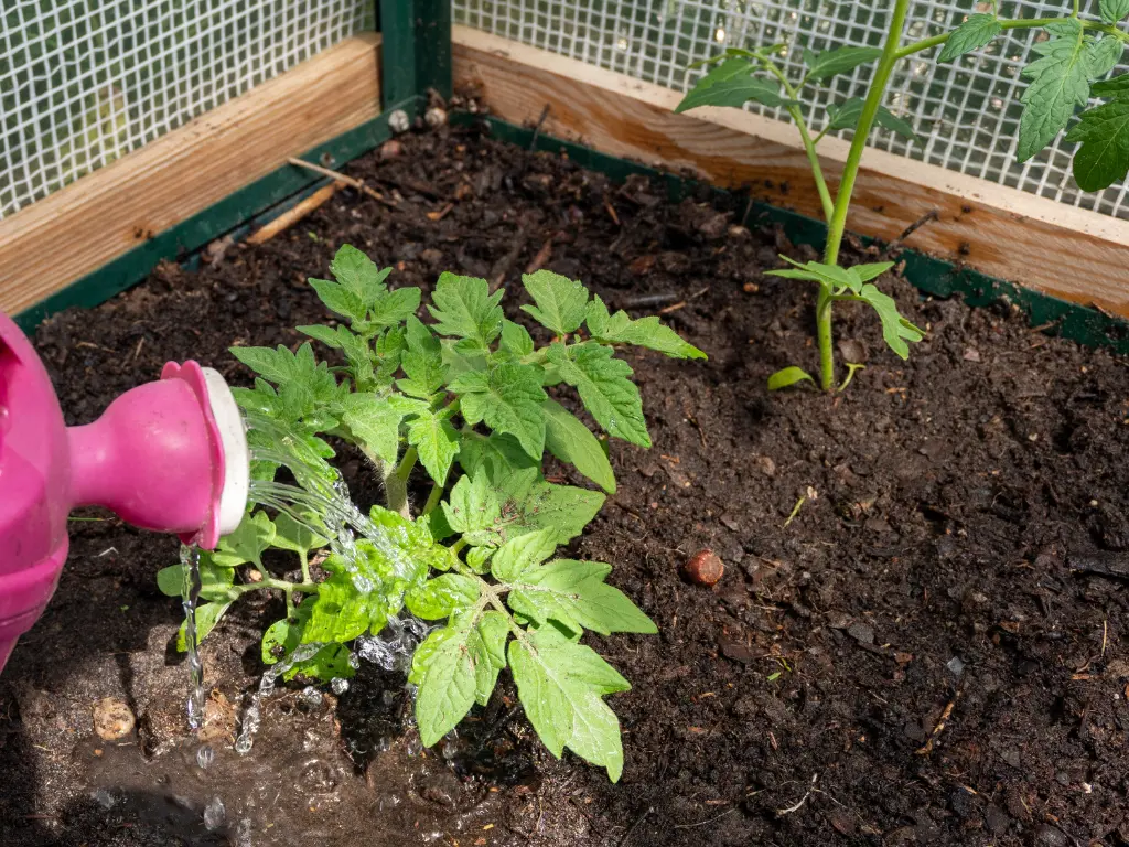 A person watering young tomato plants in a container, ensuring they receive enough moisture for healthy growth.
