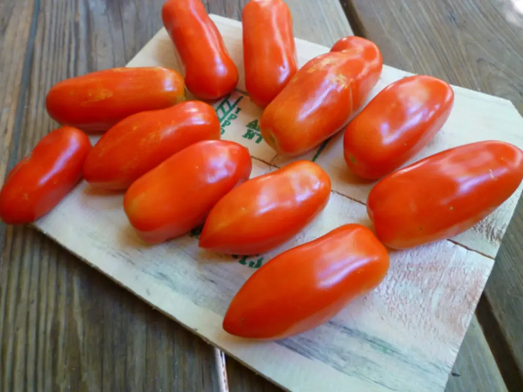 A collection of freshly harvested San Marzano tomatoes on a wooden surface, showcasing their vibrant red color.