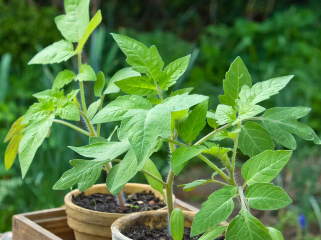 San Marzano tomato plants in containers growing in a small garden space, flourishing with care.